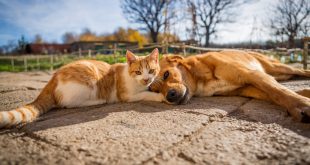 animali concorso per creativi ministero salute